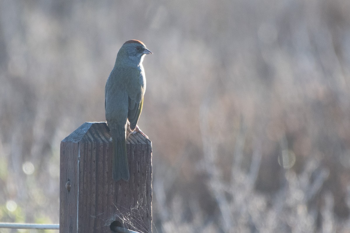 Green-tailed Towhee - ML643706645
