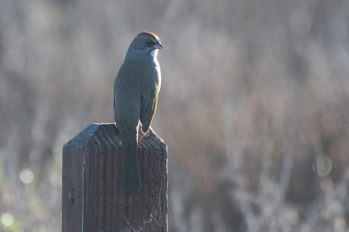 Green-tailed Towhee - ML643706646