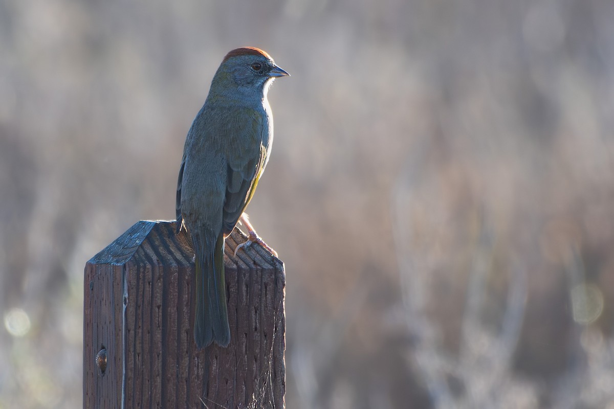 Green-tailed Towhee - ML643706647