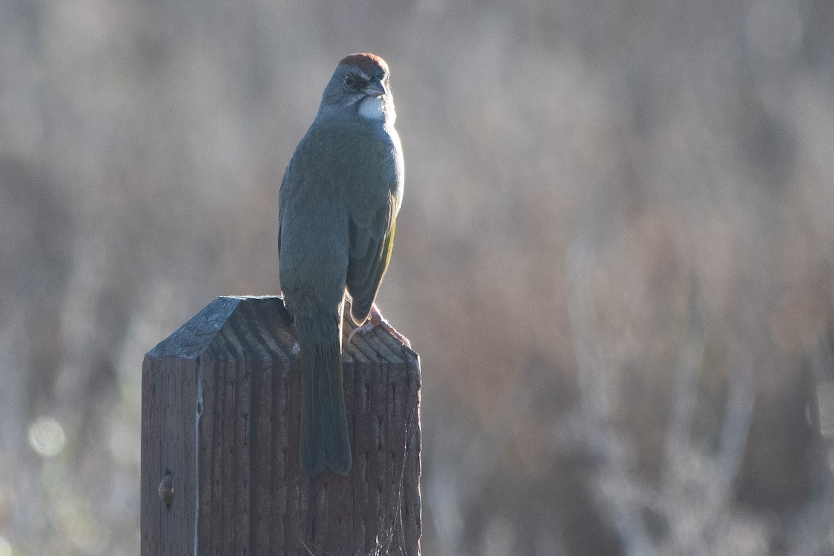 Green-tailed Towhee - ML643706648