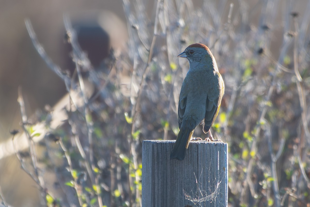 Green-tailed Towhee - ML643706649