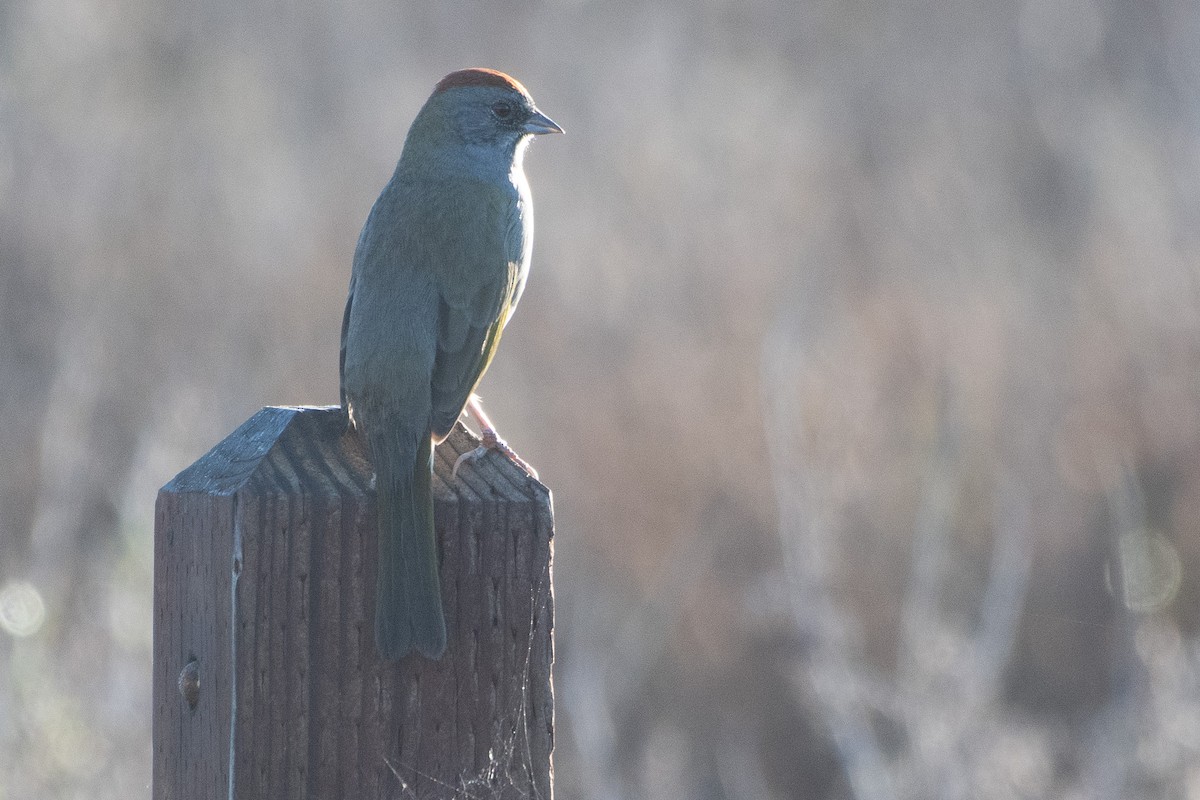 Green-tailed Towhee - ML643706650