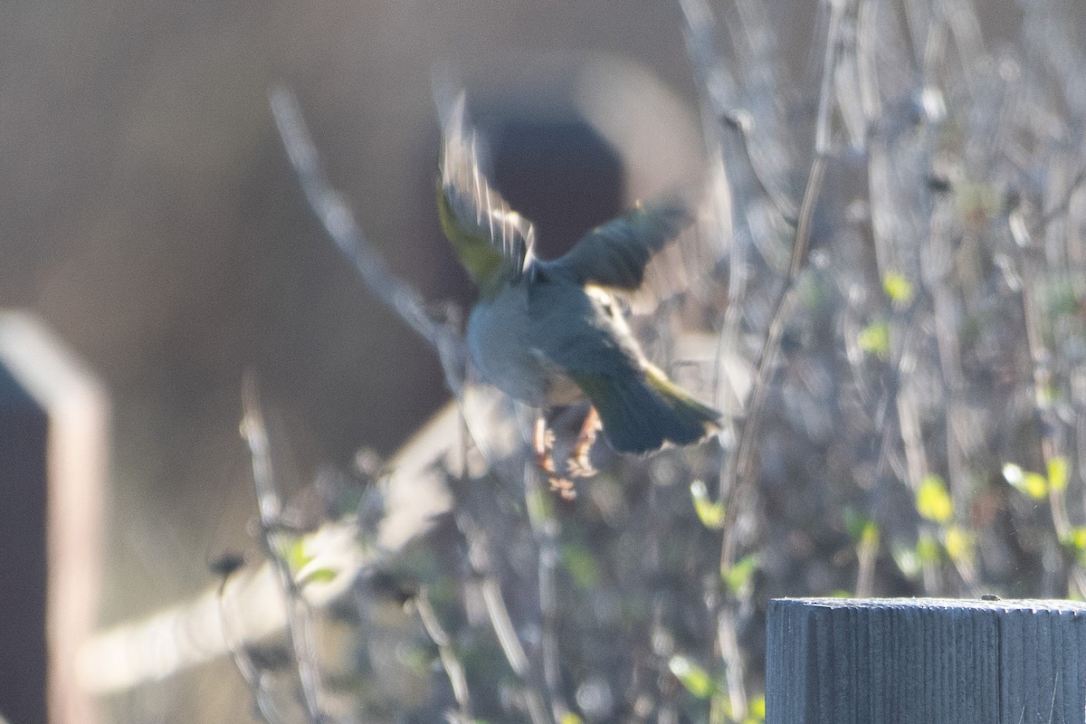 Green-tailed Towhee - ML643706651
