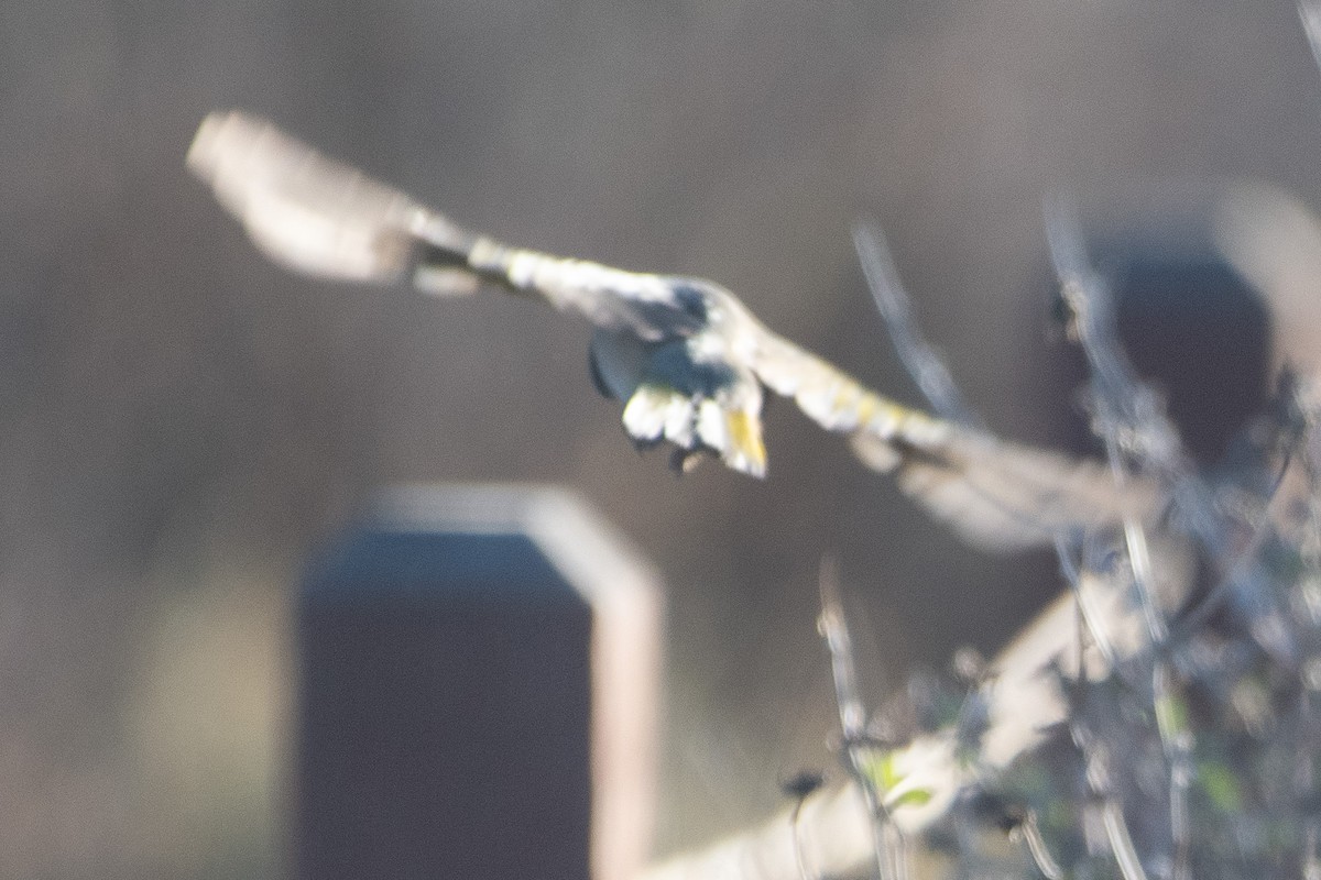 Green-tailed Towhee - ML643706652