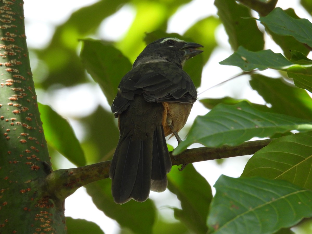 Cinnamon-bellied Saltator - ML643706660