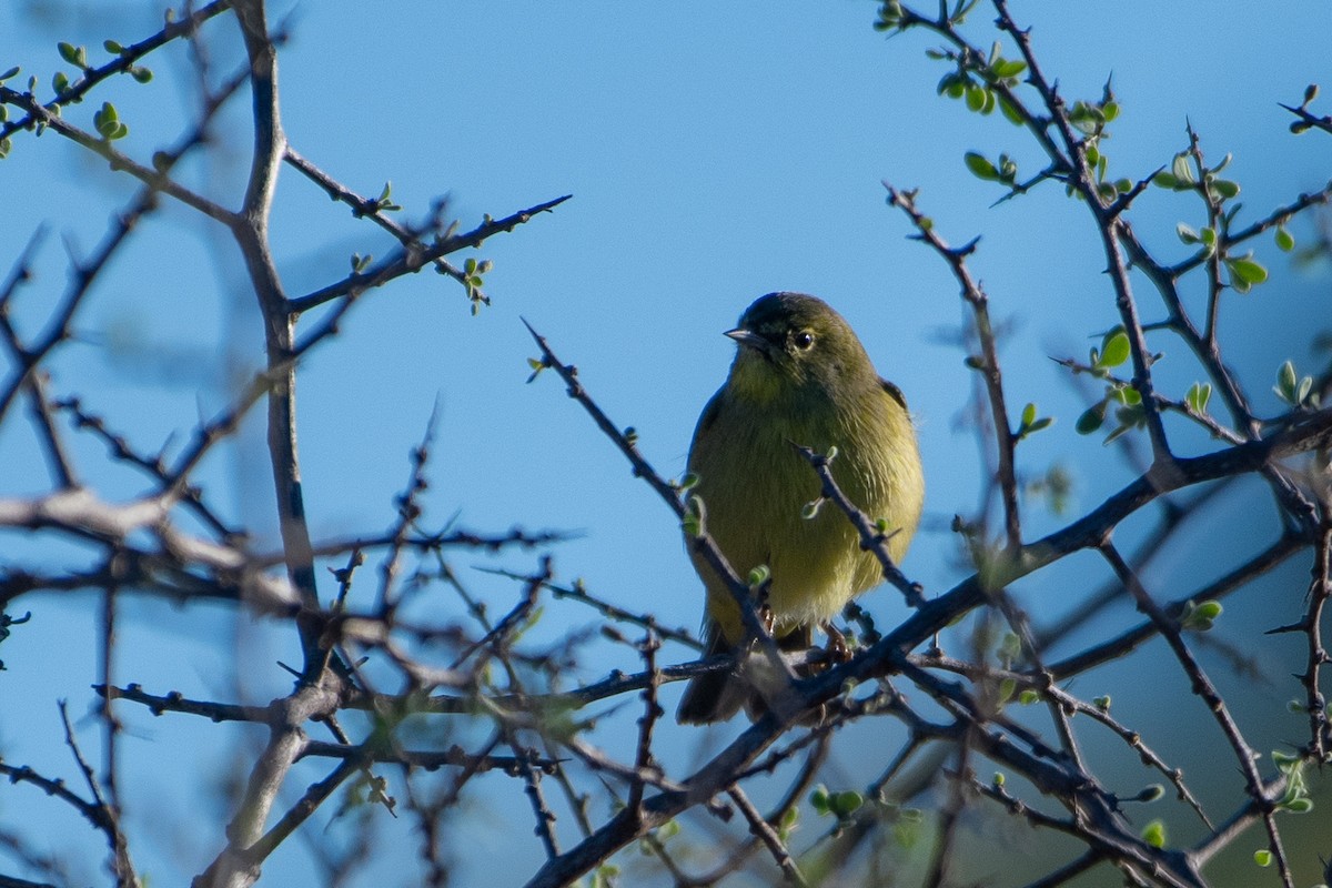 Orange-crowned Warbler - ML643706670