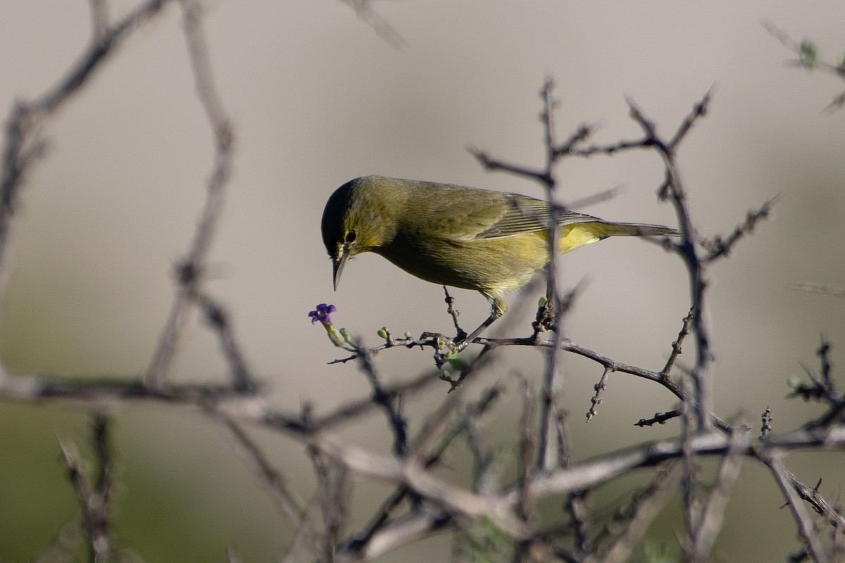 Orange-crowned Warbler - ML643706671
