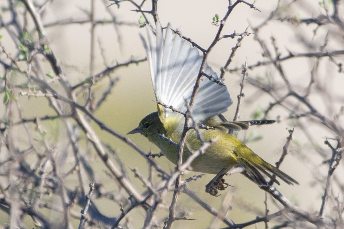 Orange-crowned Warbler - ML643706672