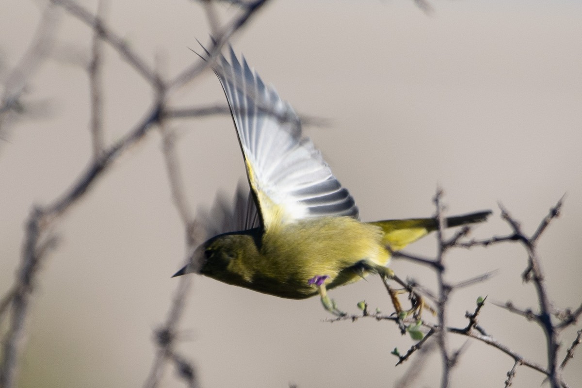 Orange-crowned Warbler - ML643706673