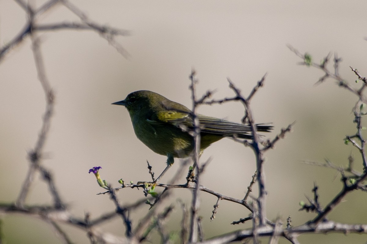Orange-crowned Warbler - ML643706674