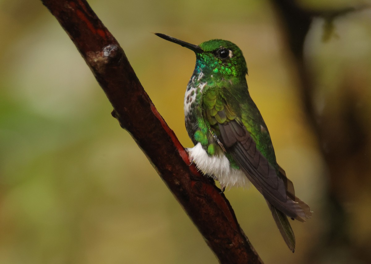 Emerald-bellied Puffleg - ML643706676