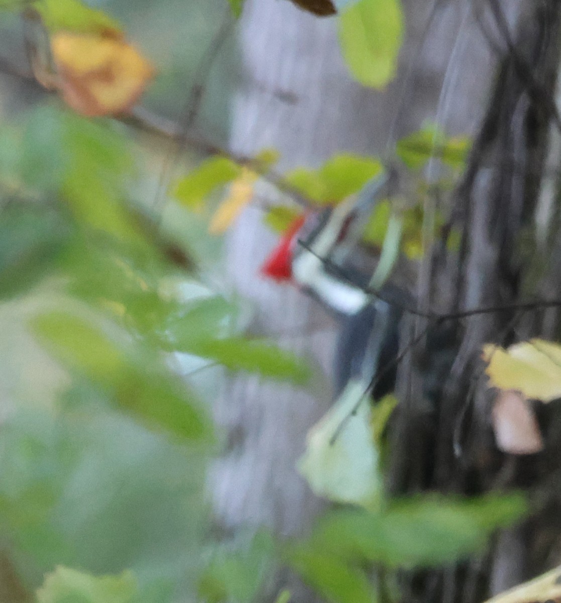 Pileated Woodpecker - ML643706679