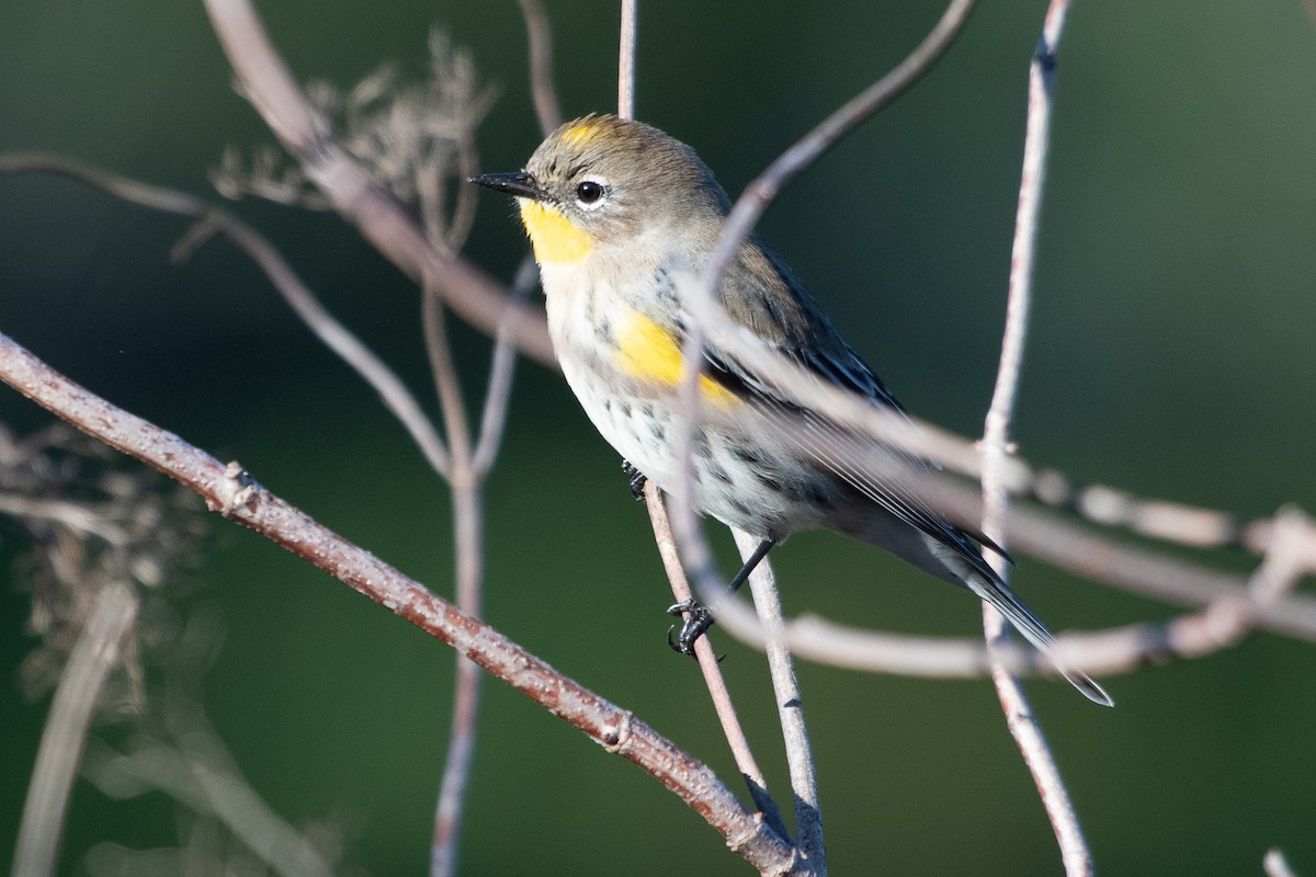 Yellow-rumped Warbler - ML643706680