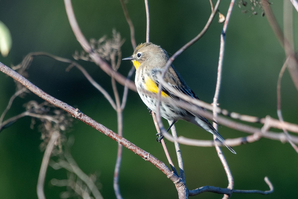 Yellow-rumped Warbler - ML643706681