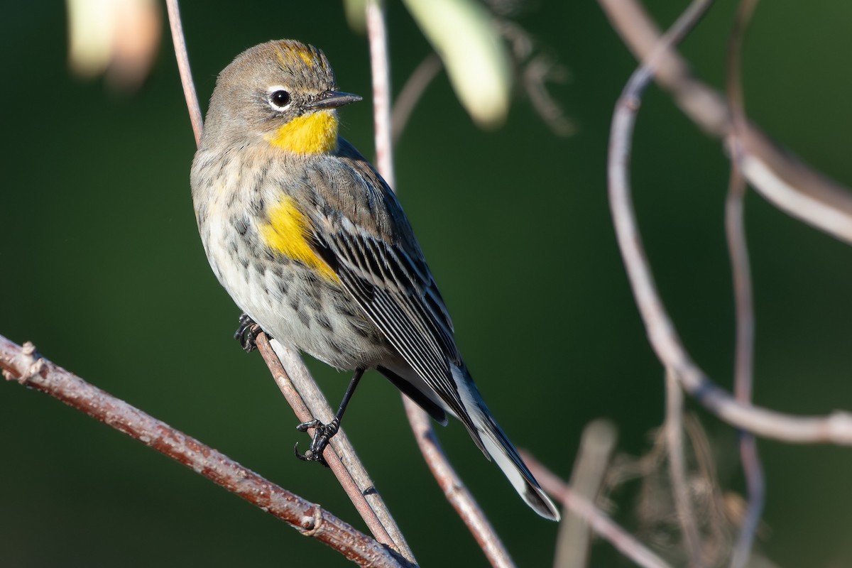 Yellow-rumped Warbler - ML643706682