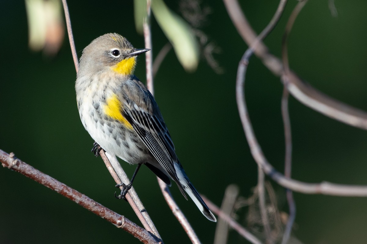 Yellow-rumped Warbler - ML643706683