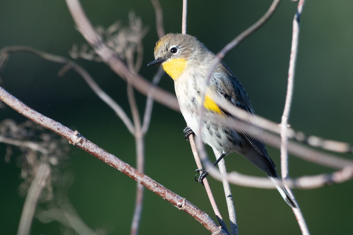 Yellow-rumped Warbler - ML643706684