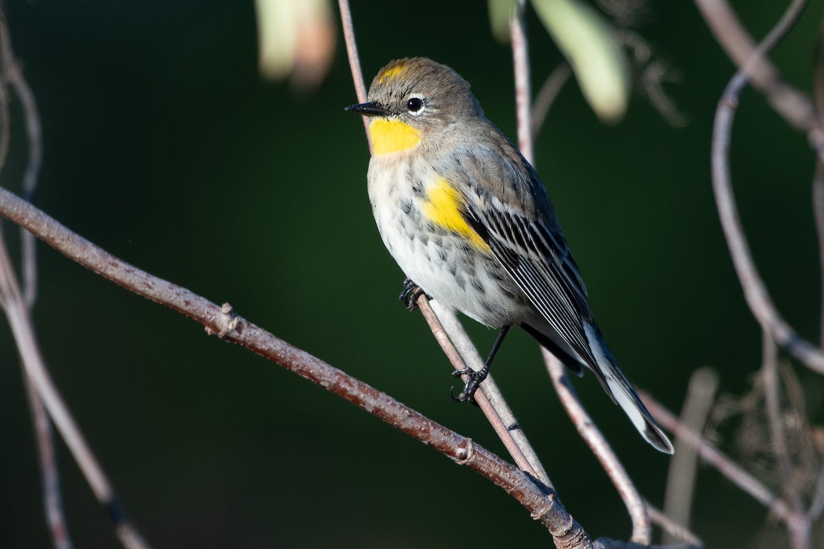 Yellow-rumped Warbler - ML643706685