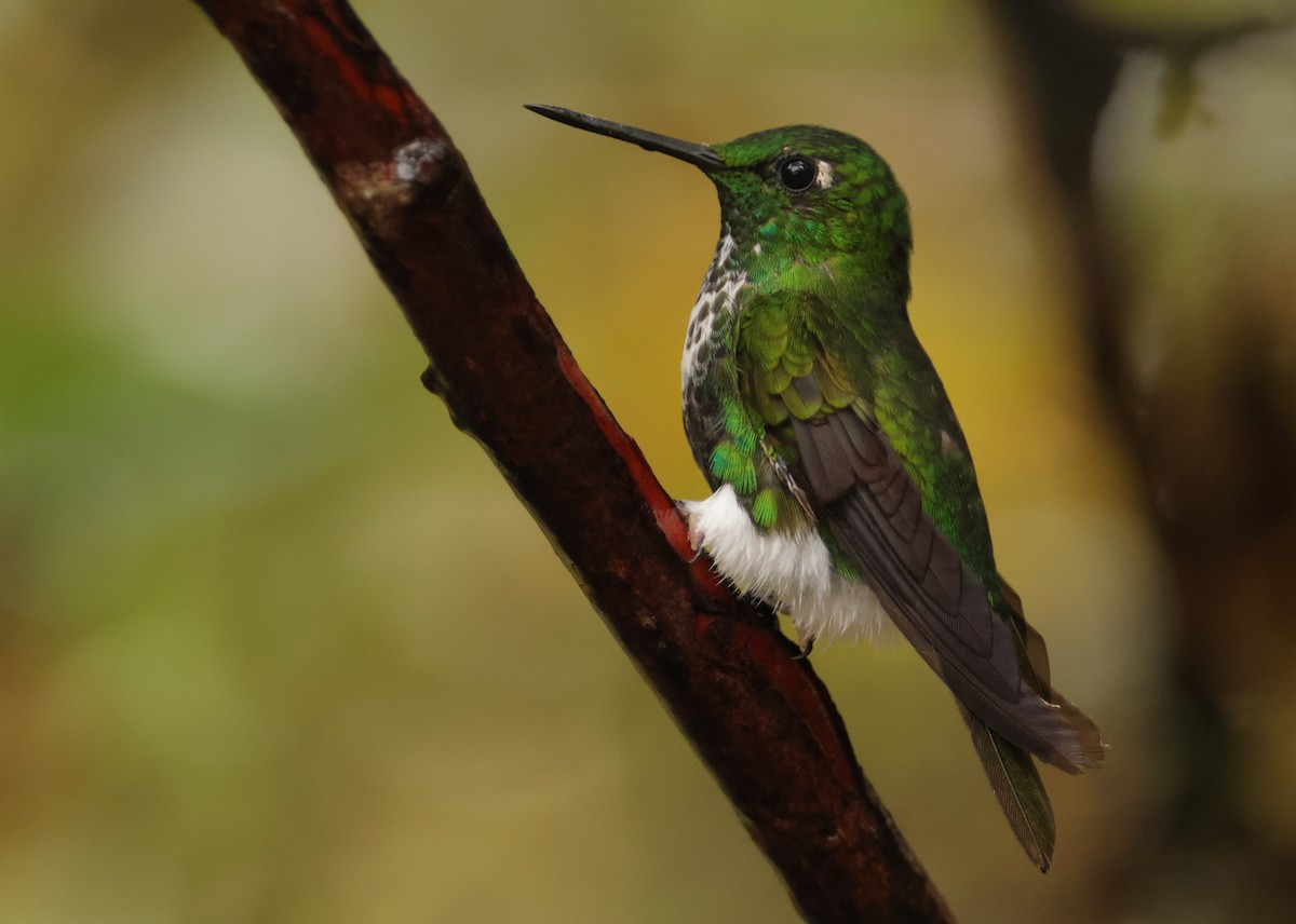 Emerald-bellied Puffleg - ML643706698