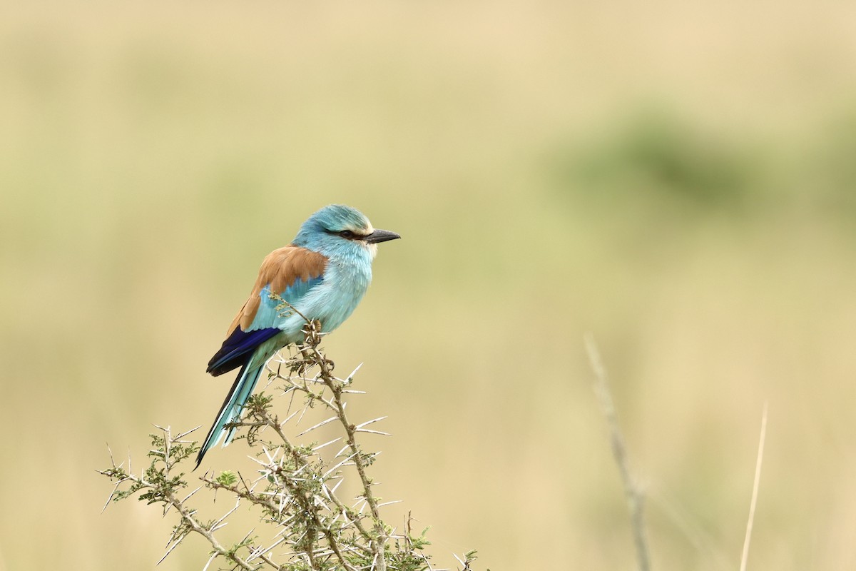 Abyssinian Roller - ML643706700