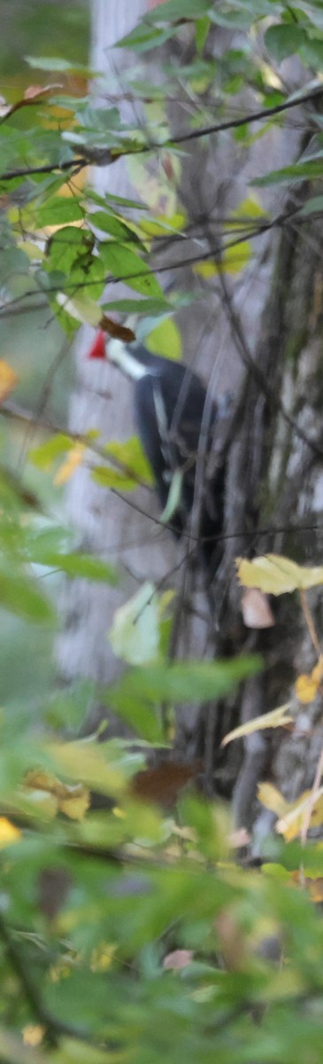 Pileated Woodpecker - ML643706708