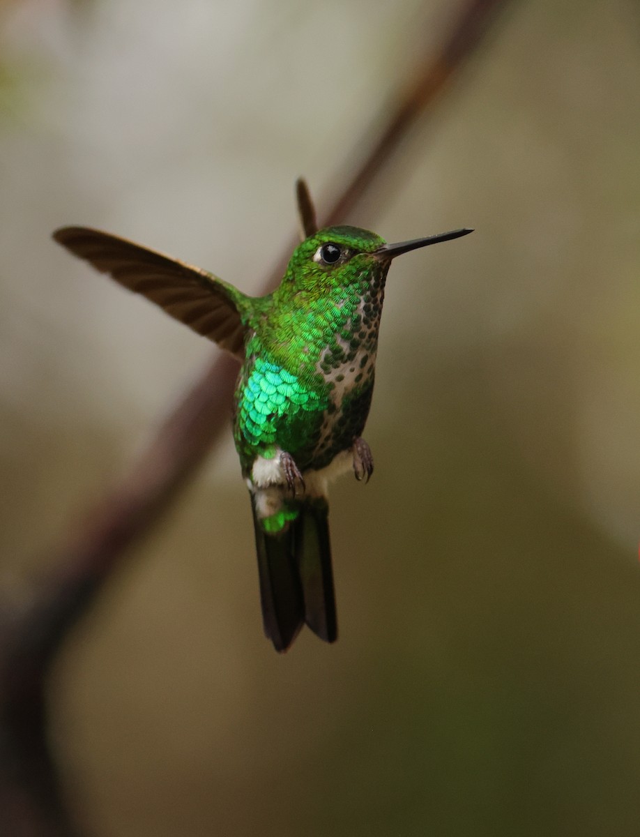 Emerald-bellied Puffleg - ML643706725