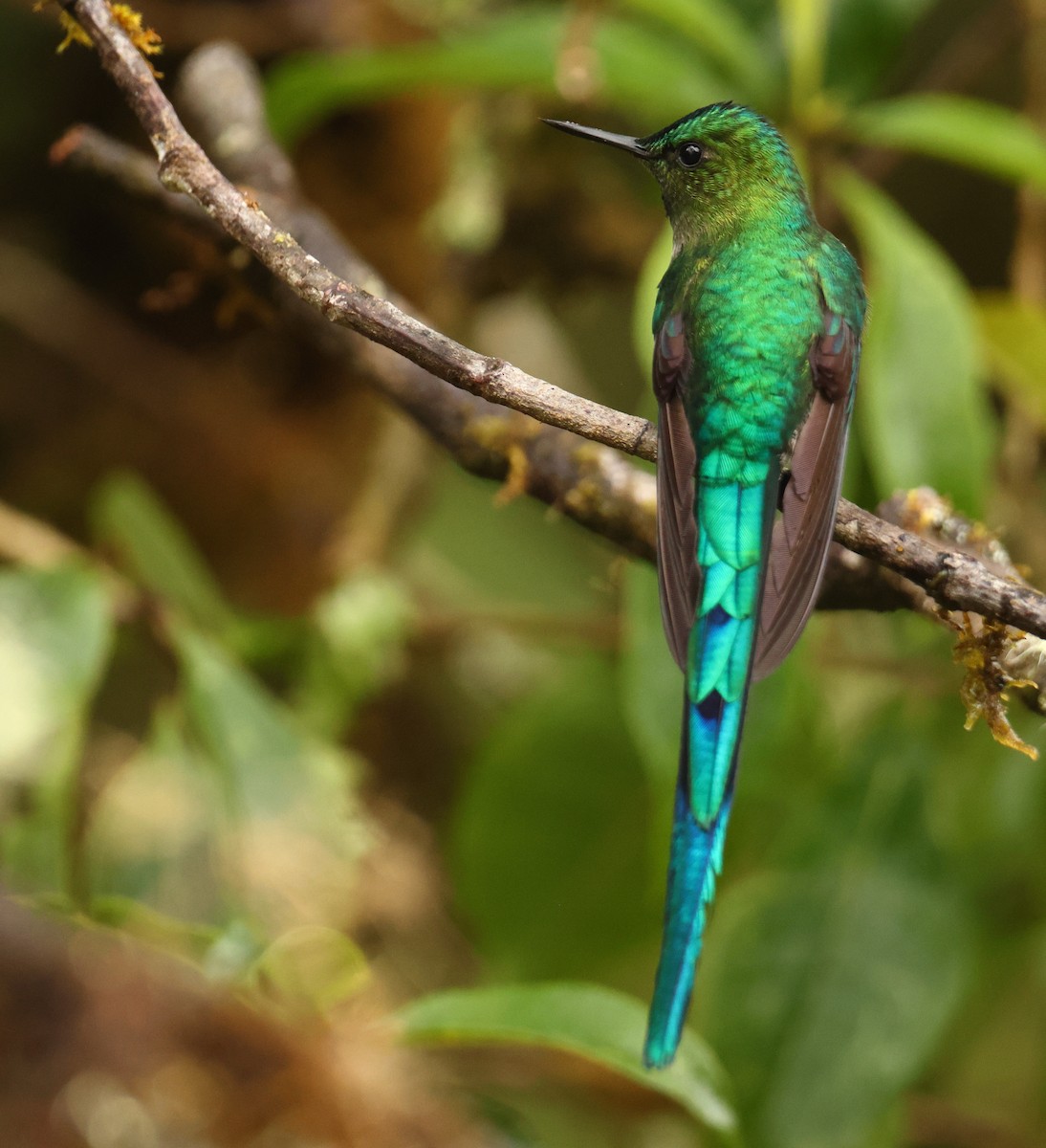 Long-tailed Sylph - ML643706738