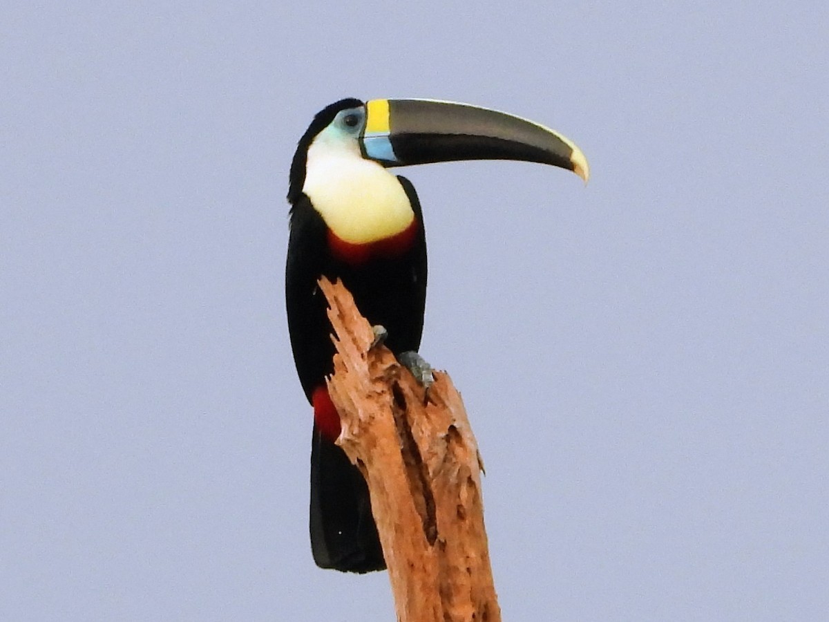 Toucan à bec rouge - ML643706766