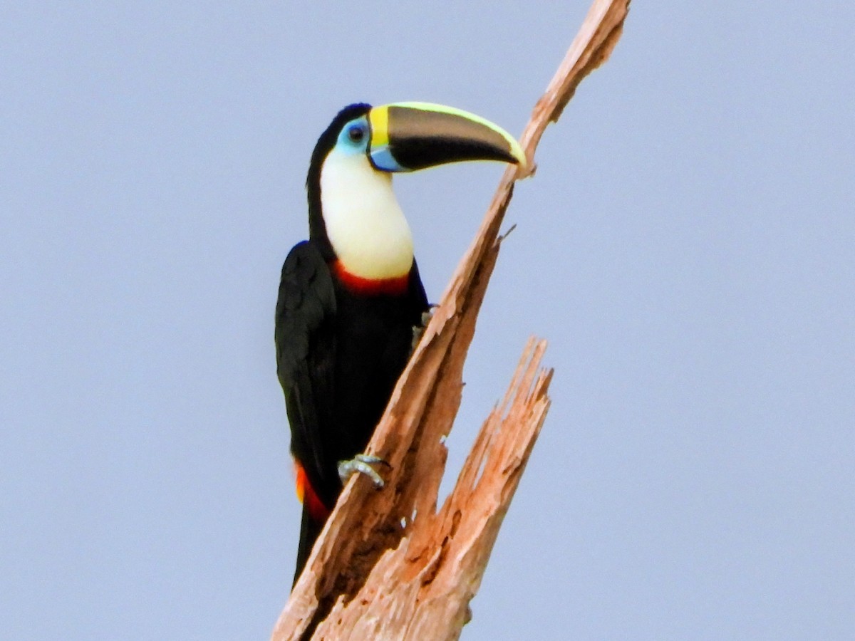 Toucan à bec rouge - ML643706767