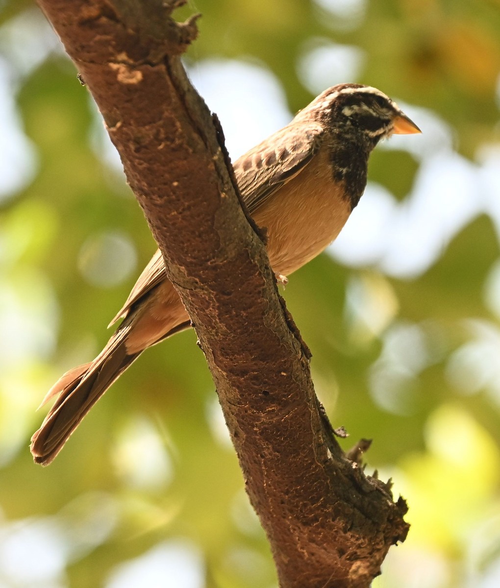 Cinnamon-breasted Bunting - ML643706776