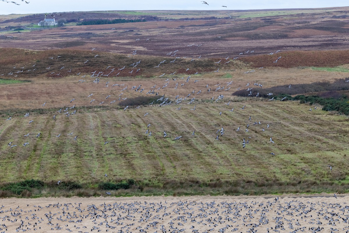 Barnacle Goose - ML643706777