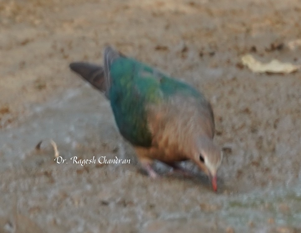 Asian Emerald Dove - ML643706779