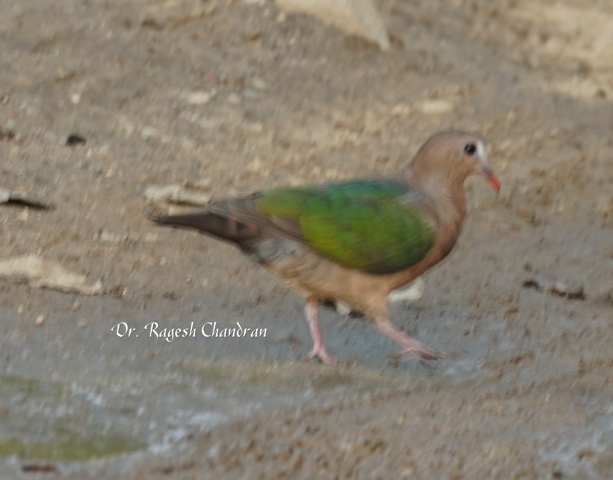 Asian Emerald Dove - ML643706780
