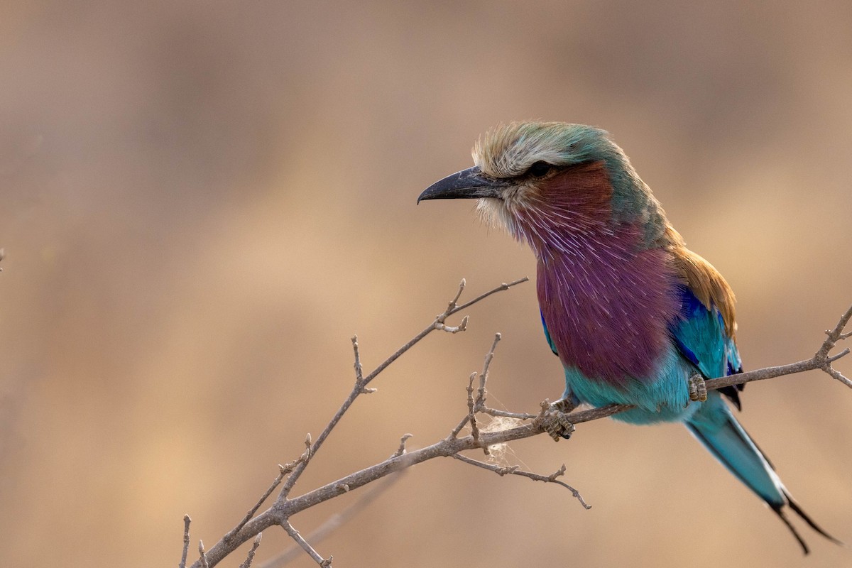 Lilac-breasted Roller - ML643706781