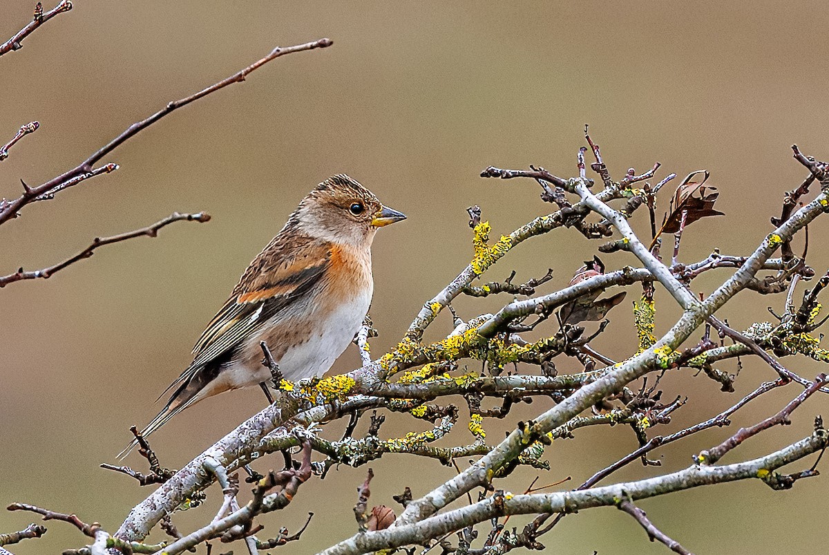 Brambling - ML643706784