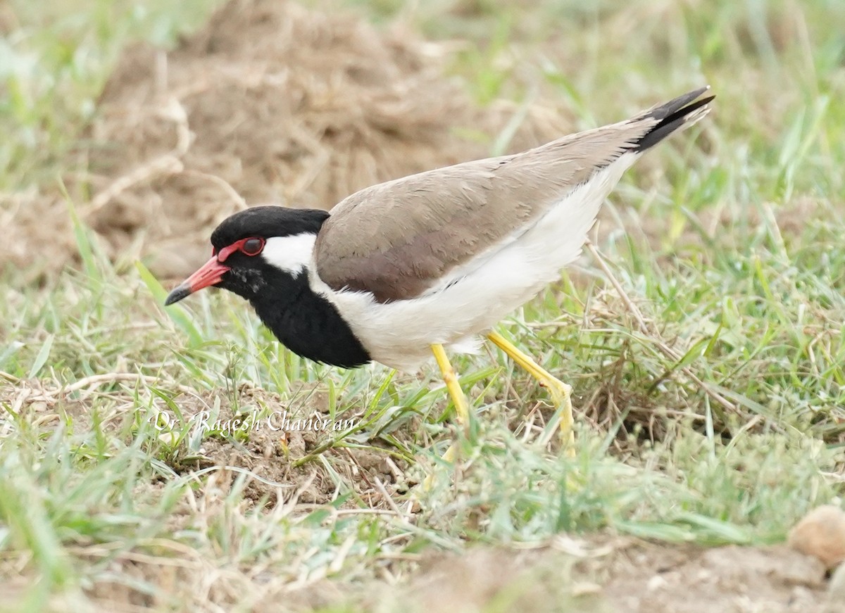 Red-wattled Lapwing - ML643706786