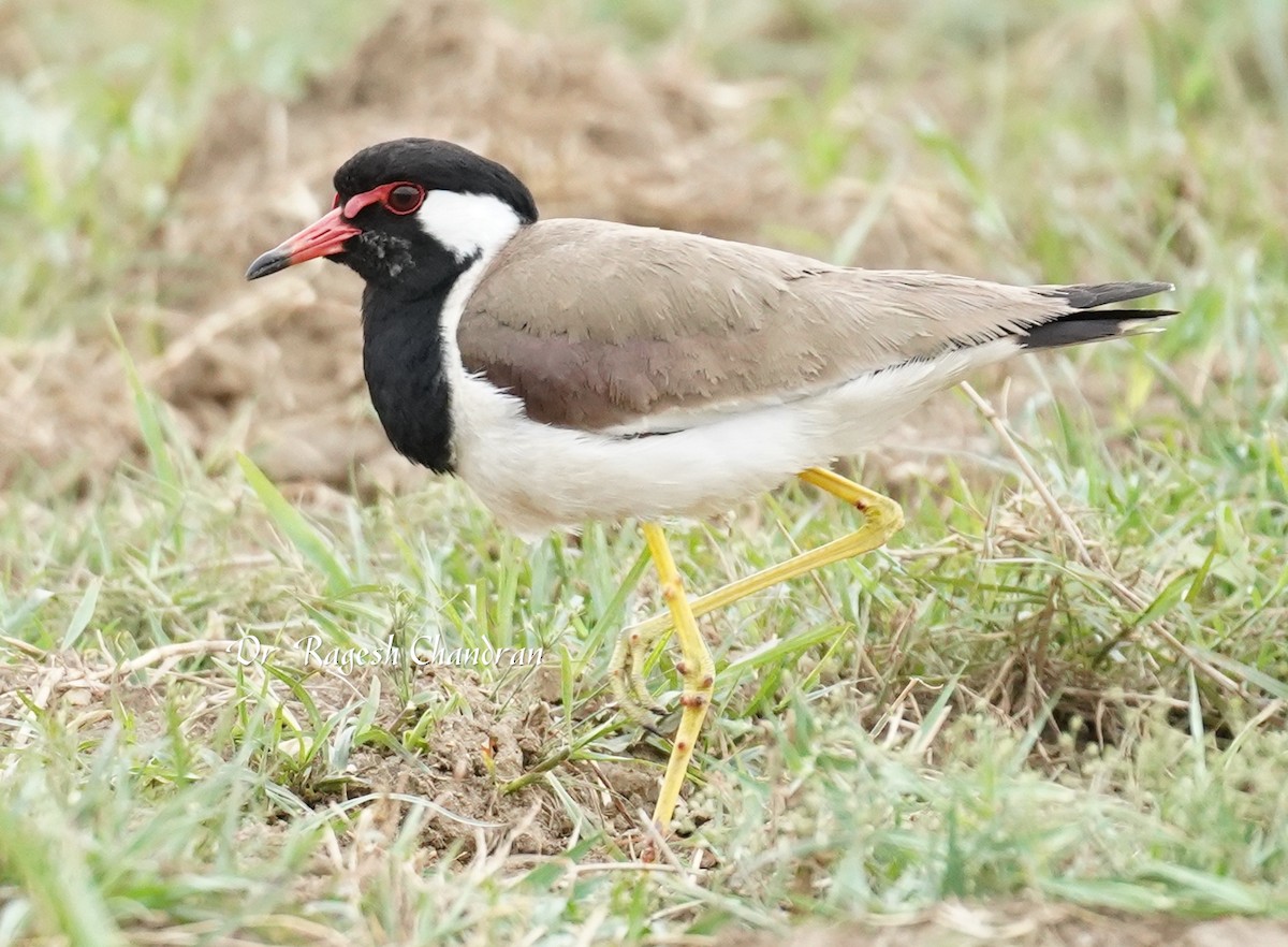Red-wattled Lapwing - ML643706787