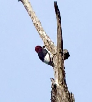 datel červenohlavý - ML643706788