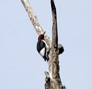 datel červenohlavý - ML643706789