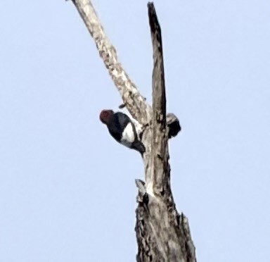 datel červenohlavý - ML643706791