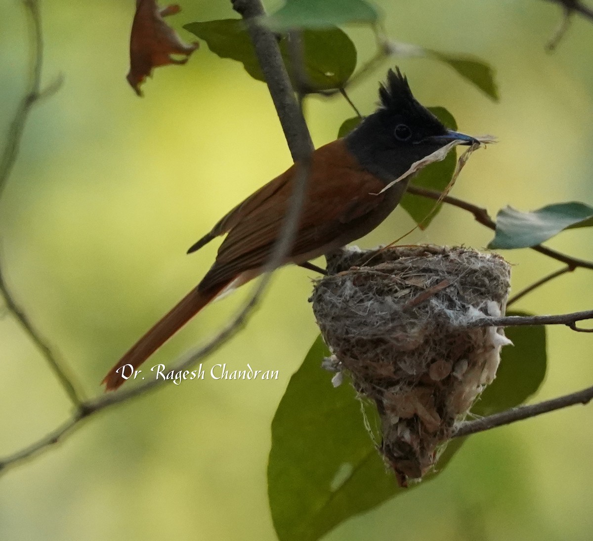 Indian Paradise-Flycatcher - ML643706796