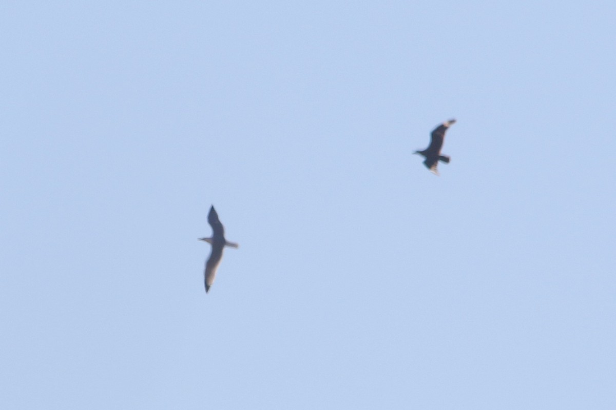 Great Skua - ML643706813