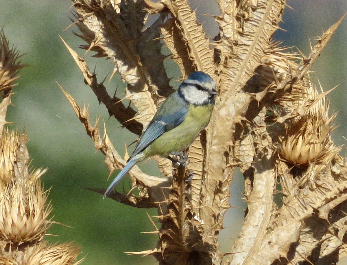Blaumeise - ML643706815