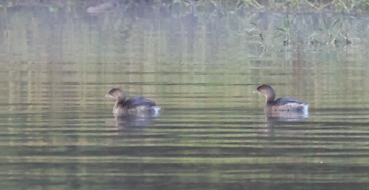 Pied-billed Grebe - ML643706816