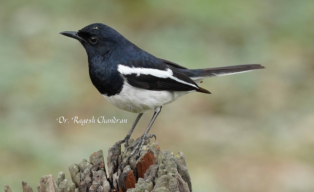 Oriental Magpie-Robin - ML643706824