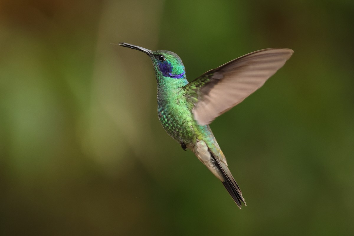 Lesser Violetear - ML643706828