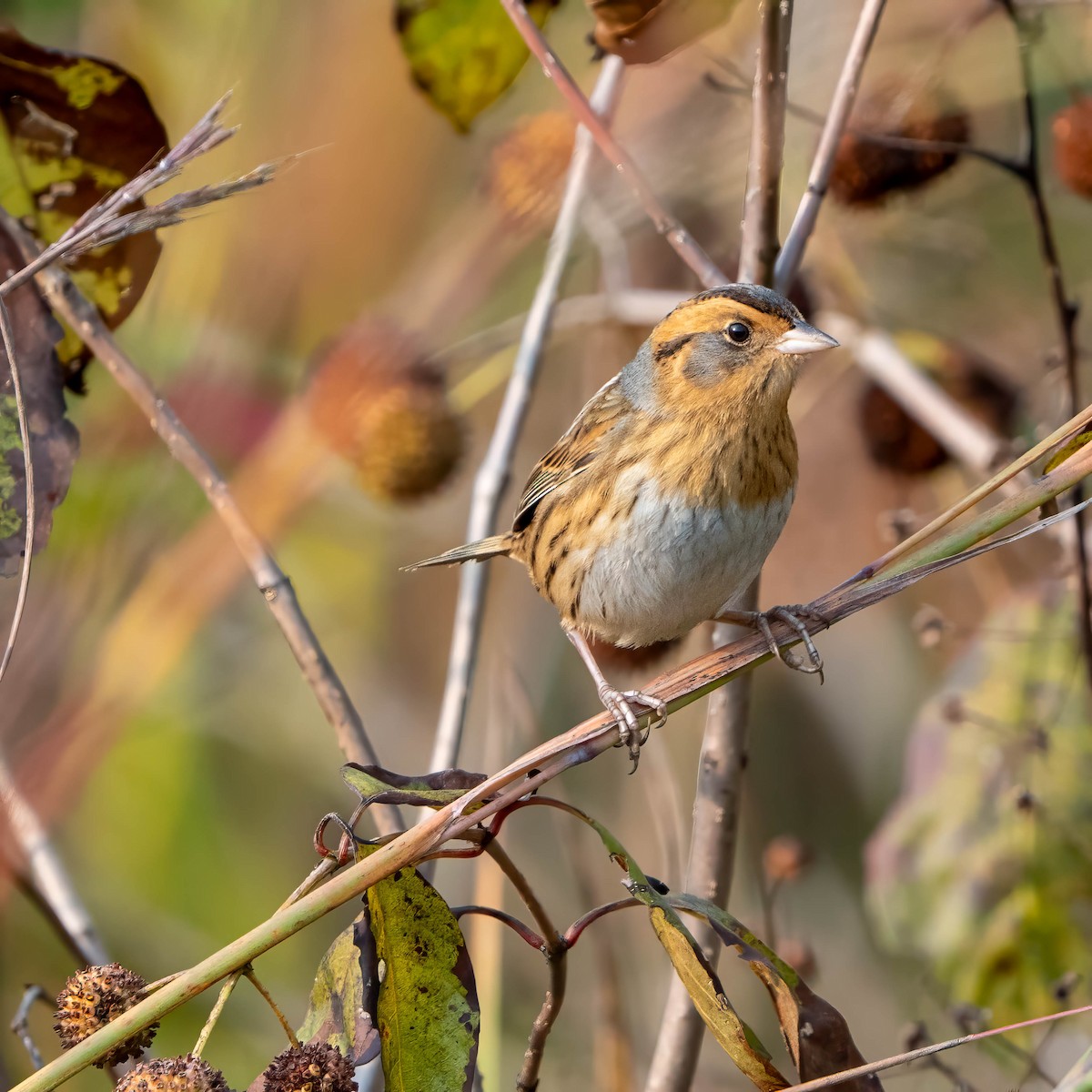 Nelson's Sparrow - ML643706830
