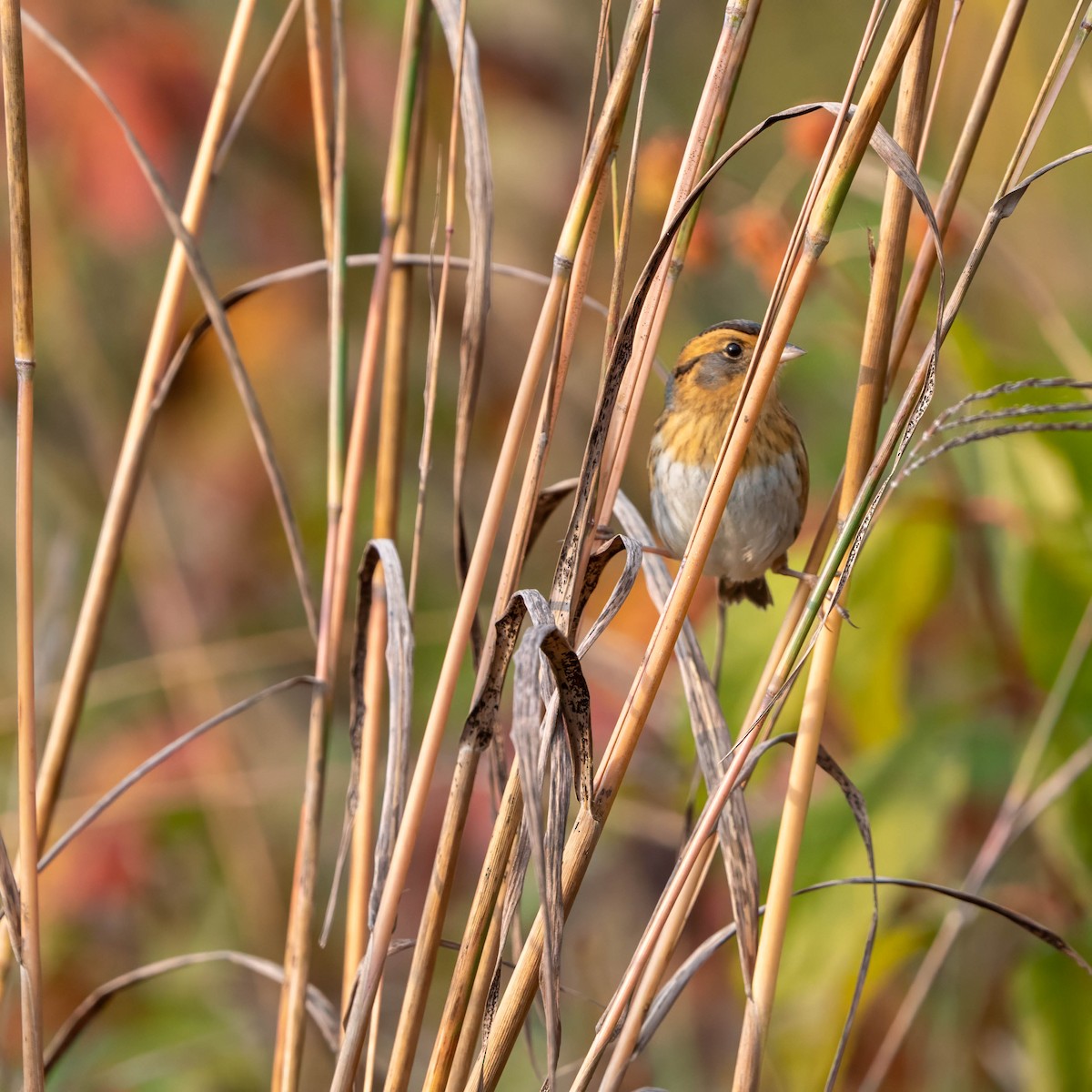 Nelson's Sparrow - ML643706839