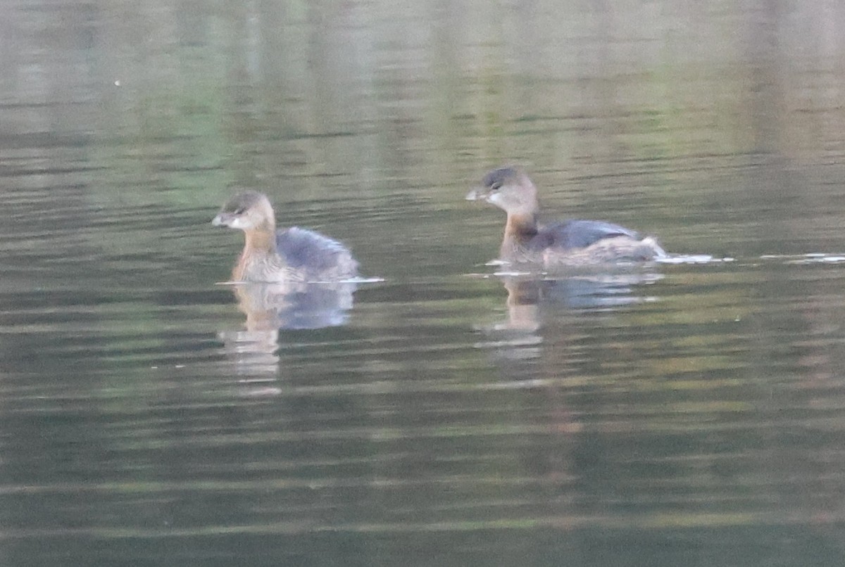 Pied-billed Grebe - ML643706840