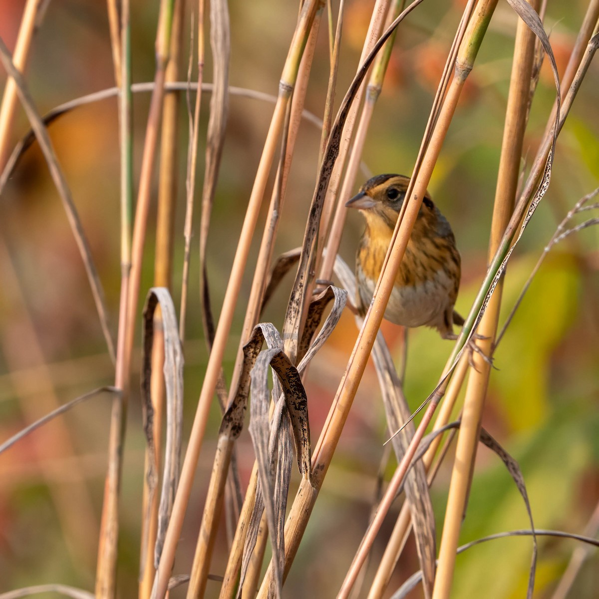 Nelson's Sparrow - ML643706851